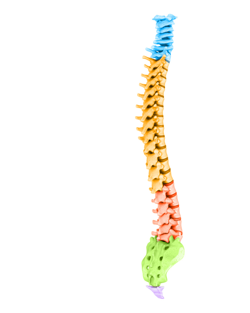 colorful full spine model