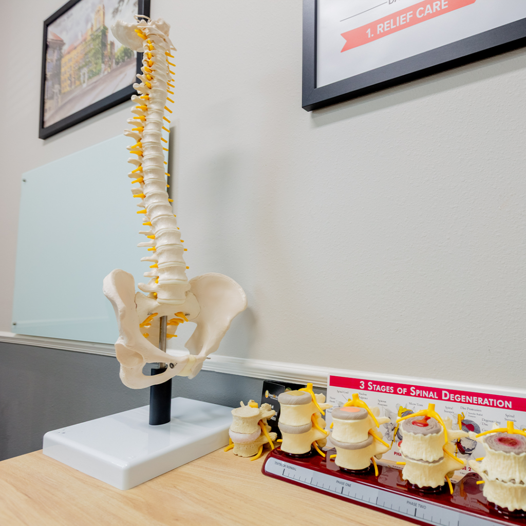 full spine model display